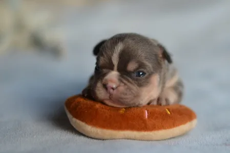 Französische Bulldogge - Louis