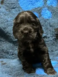 Angol Cocker spániel - Demona