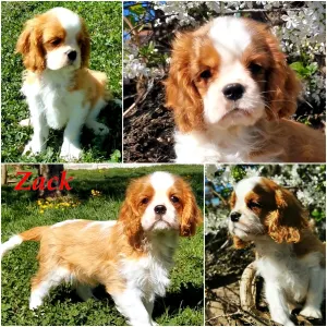 Cavalier King Charles Spaniel - Zack