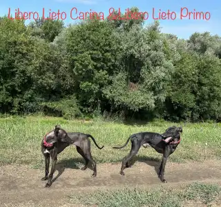 Olasz agár - Libero Lieto Italian Greyhound Kennel