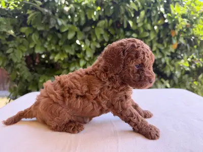 Poodle Miniature - Inka