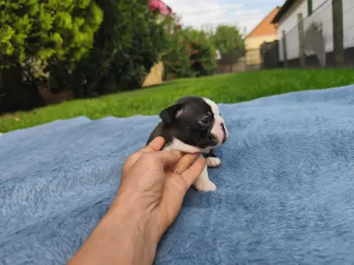 Boston Terrier - Gerbera