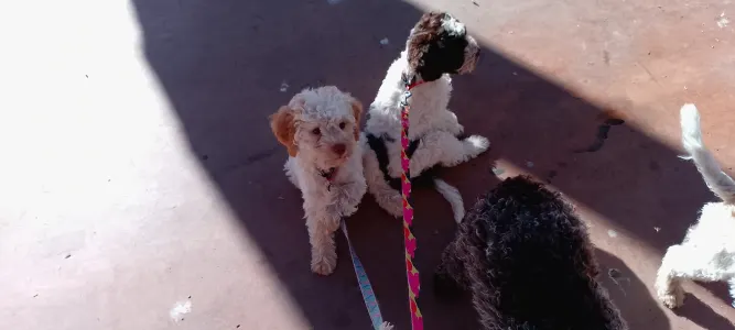 Romagna Water Dog - Lagotto Passion Aureate Callista