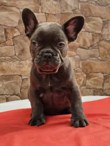 Francuski buldog - Dani
