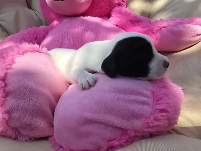 Tibetan Terrier - Jerom
