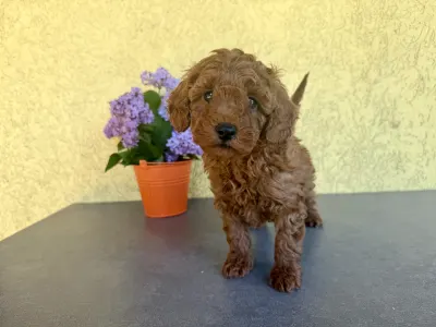 Trpasličí pudl - Hermes