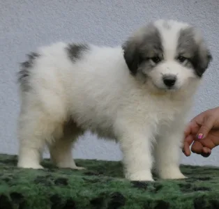 Pyrenean Mountain Dog - Candybelldream Elvis