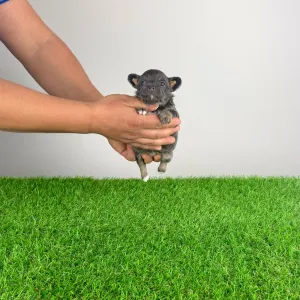 Чихуахуа - Opera