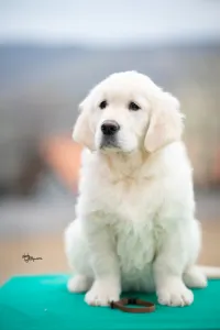 Golden Retriever - Brown Boy