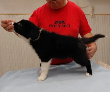 Border Collie - Rubin