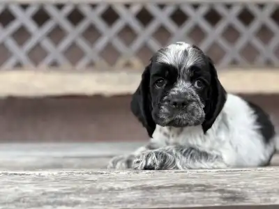 Cocker Spaniel American - Dream Of Twilight