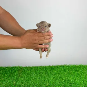 Chihuahua - Hero
