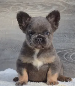 Französische Bulldogge - Torres