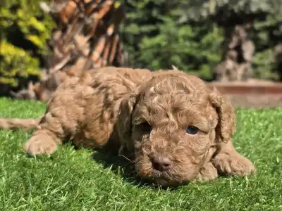 Cavapoo - Jam