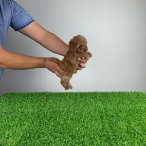 Caniche Nain - Gloria 