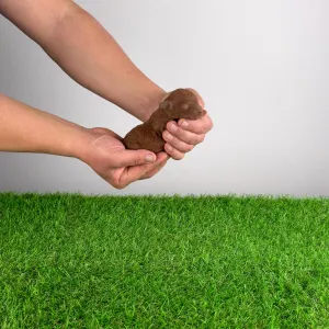 Trpasličí pudl - Nikita