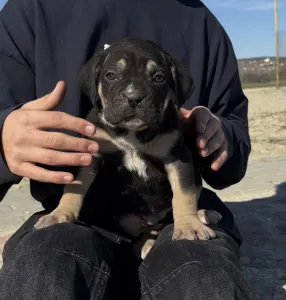 Cane Corso Italiano - Sofi