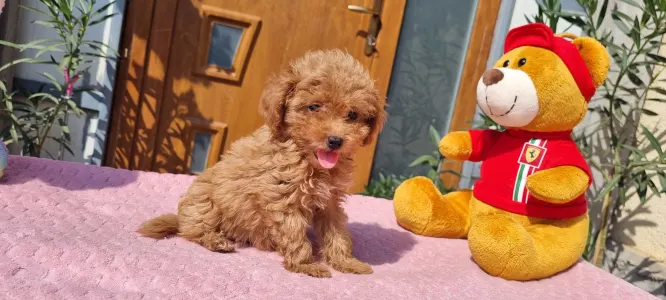 Caniche Toy - Cuki