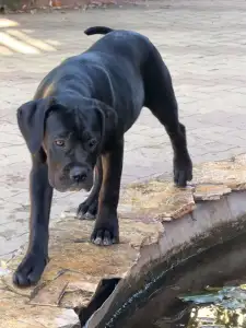 Cane Corso Italiano - Teresa