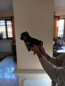 Yorkshire Terrier - Cora