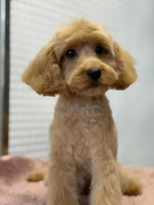 Cavapoo - Noel