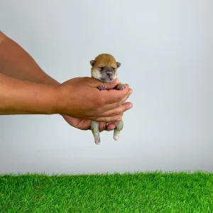 Shiba - Shin