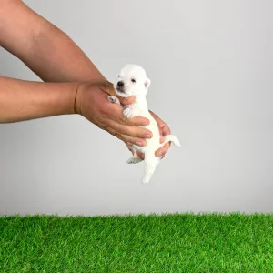 West Highland White Terrier - Kisses