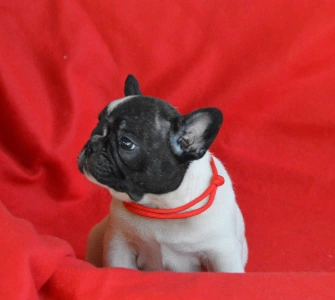 Francia bulldog - Christmas Dragons Daenerys
