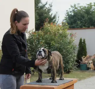 Английский бульдог - Candy