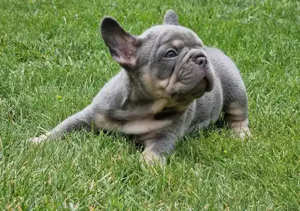 French Bulldog - Available Girls Puppy Dogs