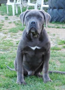 Cane Corso - Ralph