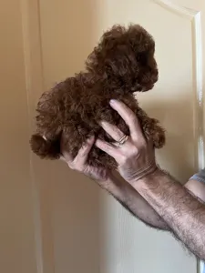 Poodle Toy - Poodle Toy F Red