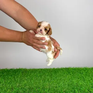 Cavalier King Charles Spaniel - Kyrill