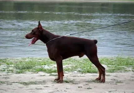 Dobermann - Flavito
