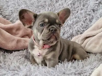 French Bulldog - Lizi 