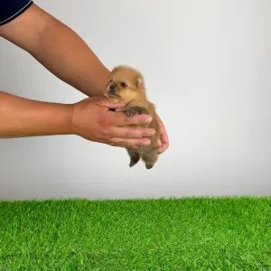 Pomeranian - Tommy