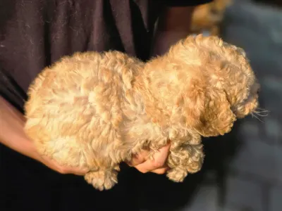 Cavapoo - Mia