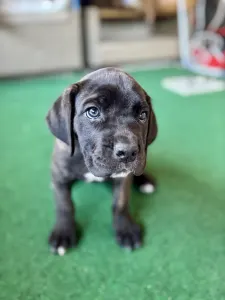 Cane Corso - Bella