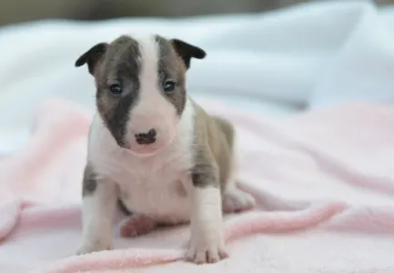 Miniatűr bullterrier - Kendy