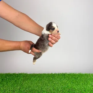 Australian Shepherd - Dorabella 