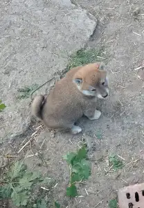 Shiba - Scamp Crowd Fantana