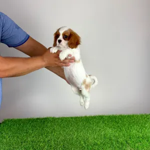 Cavalier King Charles Spaniel - Zelina