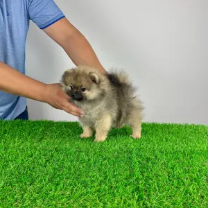 Pomeranian - Gali