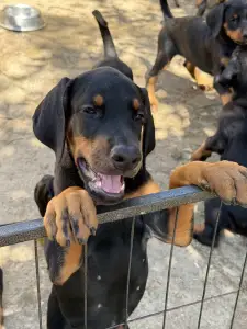 Dobermann - Kincsem