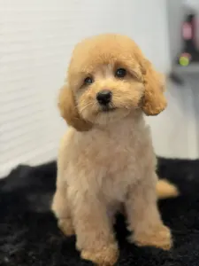 Карликовый пудель - Zsivaj