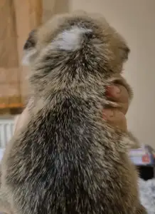 Welsh Corgi Pembroke - Gróf