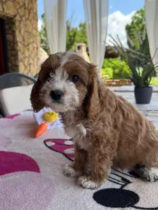 Cavapoo - Brownie