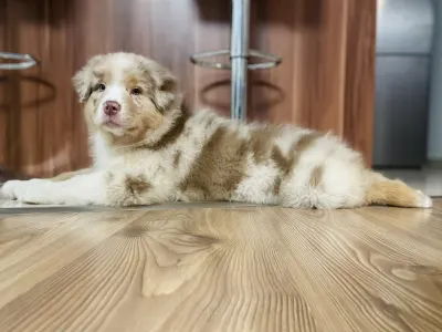 Berger australien - Honour For The Brave Charlotte Hornets