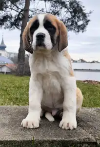 St. Bernhardshund - Roger