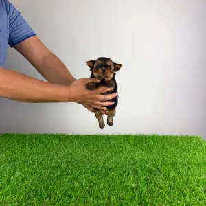 Yorkshire Terrier - Glenn